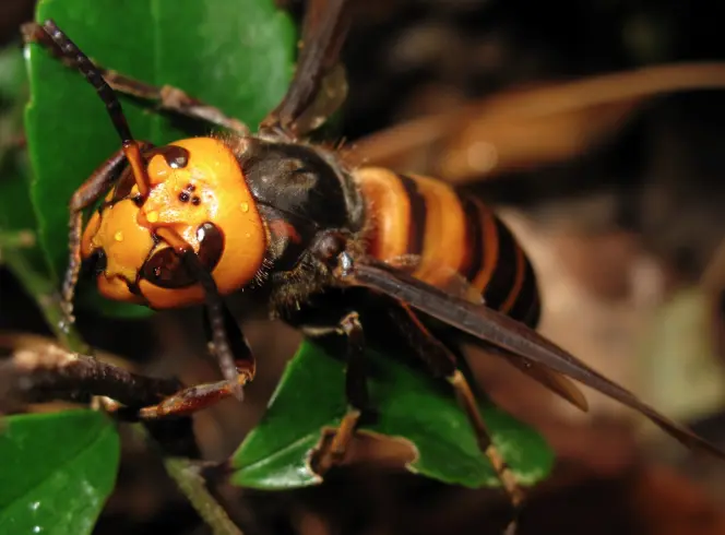 Avispa velutina en los cascos urbanos de Sanabria